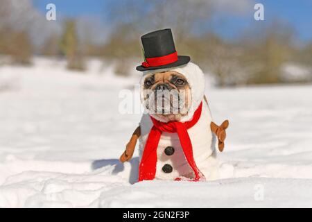 French Bulldog dog dressed up as snowman with funny full body suit costume with red scarf, fake stick arms and small top hat in winter snow landscape Stock Photo
