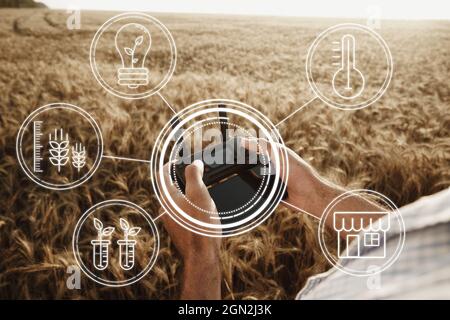 Man farmer standing in wheat field and controlling drone. Technologies in agriculture concept Stock Photo