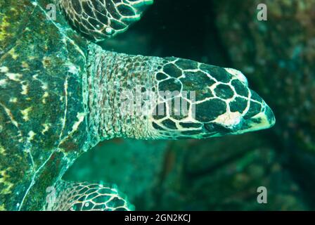 Green turtle (Chelonia mydas), eats seaweeds and seagrasses; being vegetarian, is therefore a favourite food for humans. Has a small head in relation