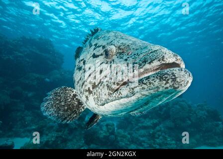 Potato cod (Epinephelus tukula). Giant fish reported to reach 200 cm and up to 100 kg. Port Douglas, North Queensland, Australia Stock Photo