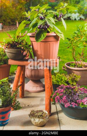 Small eggplants cultivated for container or pot for balcony, patio or terrace  - Patio Baby Mini Eggplant Stock Photo