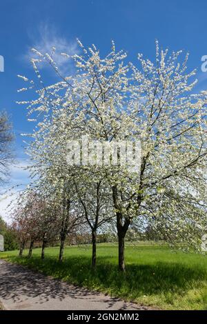 Blooming cherry trees Prunus avium 'Plena' fringes the path, Nice spring day Stock Photo