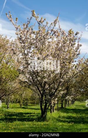 Blooming cherry tree Prunus serrulata 'Takasago' Stock Photo