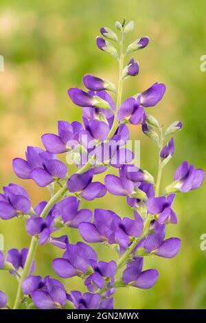 Blue Wild Indigo or Blue False Indigo, Baptisia australis Stock Photo