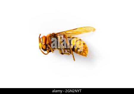 Dried European hornet isolated on white background Stock Photo