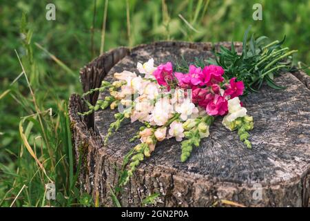 Bouquet of beautiful colorful spring or summer Garden Snapdragon flowers placed on an old tree trunk, close up Stock Photo