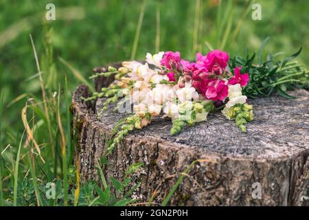 Bouquet of beautiful colorful spring or summer Garden Snapdragon flowers placed on an old tree trunk, close up Stock Photo