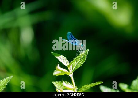 Damselfly calopteryx virgo Stock Photo