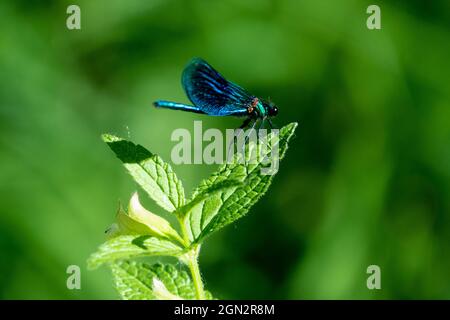 Damselfly calopteryx virgo sitting on leaf Stock Photo