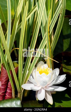 White water lily bloom in small garden pond Nymphaea, water lily garden pond Acorus calamus Nymphaea 'Pygmaea Helvola' Aquatic Plant Stock Photo