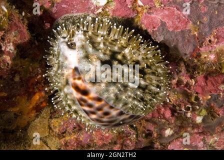 Tiger cowry (Cypraea tigris), under a ledge with mantle extended to partially cover the shell. The tiger cowrie is found on the ocean floor in the Ind Stock Photo