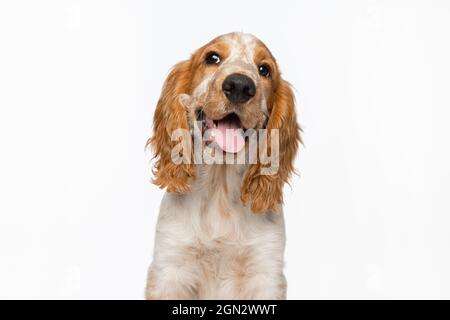 cocker spaniel muzzle