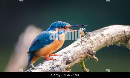 The kingfisher has caught a frog and is about to eat it, the best photo. Stock Photo