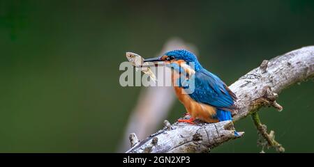 The kingfisher has caught a frog and is about to eat it, the best photo. Stock Photo