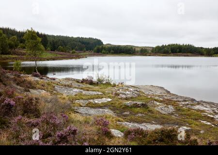 Birch tree on the water edge Stock Photo