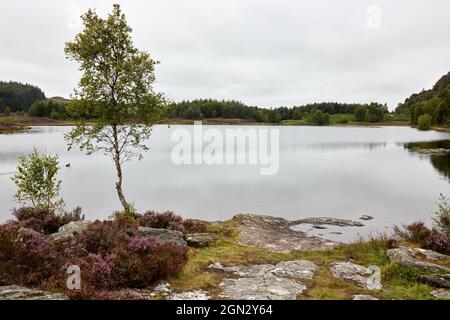 Birch tree on the water edge Stock Photo