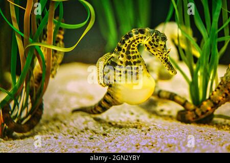 a seahorse in an aquarium. the small green, yellow has young in the belly. beautiful to look at Stock Photo