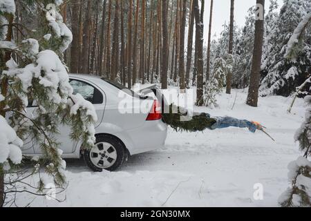Christmas tree transportation in the car trunk. Christmas fir from forest covered snow. Stock Photo