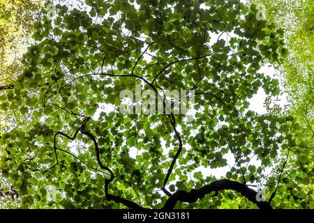 Tree leaves form a multicolored pattern against the sky background. Stock Photo
