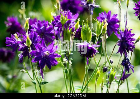 European columbine, Common columbine, Granny's nightcap,  Granny's bonnet Aquilegia vulgaris blue flowers Stock Photo