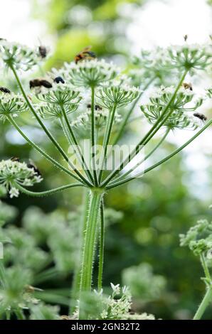 Heracleum sphondylium, known as hogweed, common hogweed or cow parsnip, green plant with umbrella-like white flowers in a forest in Germany, Europe Stock Photo