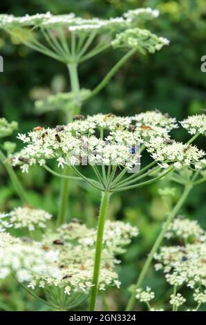 Heracleum sphondylium, known as hogweed, common hogweed or cow parsnip, green plant with umbrella-like white flowers in a forest in Germany, Europe Stock Photo