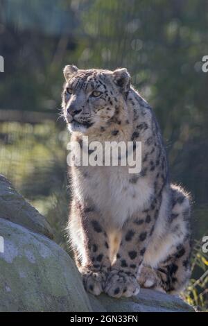 Close up of a snow leopard [Uncia uncia] Stock Photo