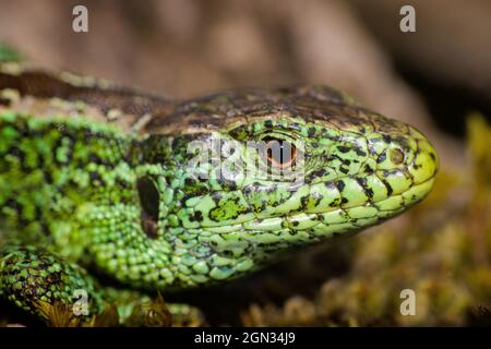 Close up of a sand lizard [Lacerta agilis] Stock Photo