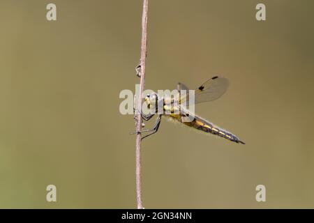 close up of a dragonfly Stock Photo