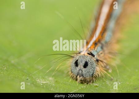 lackey caterpillar [Malacosoma neustria] Stock Photo