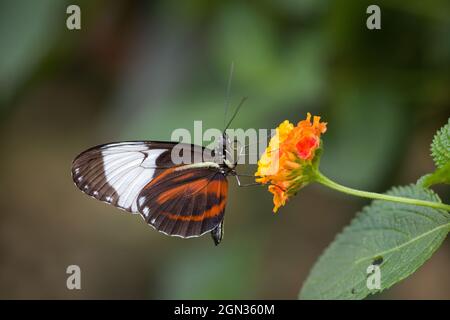 Close up of a Cydno Longwing butterfly sits on a orange flower Stock Photo