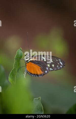 Tiger-Passionsblumenfalter (Heliconius hecale) sits on a plant