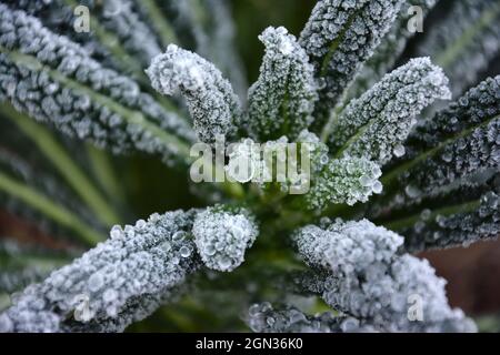 Selective focus shot of Nero di Toscana kale growing in winter frost Stock Photo