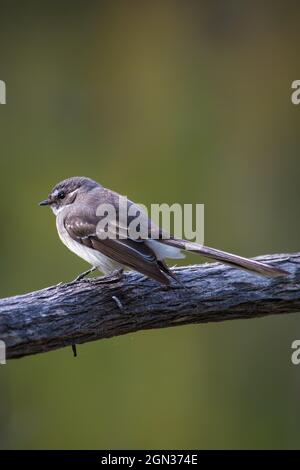 Selective focus of the small Grey fantail bird perching on the tree branch on the blurry backgroun Stock Photo