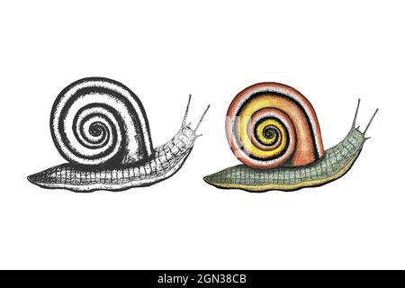 Snail set hand drawing, sketch stamp imprint and color orange yellow, isolated, white background. Design element. Vector illustration Stock Vector