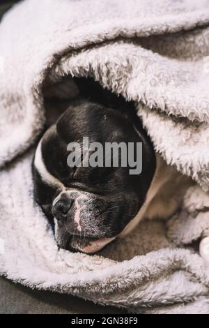 From above of small French Bulldog wrapped in towel sleeping peacefully on floor Stock Photo