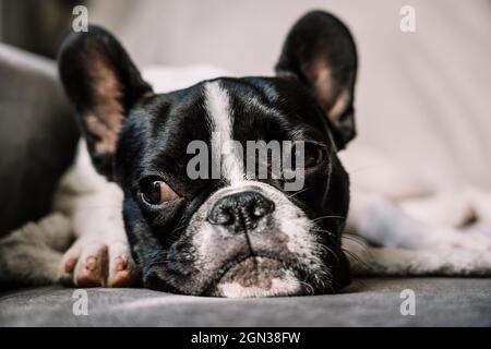 Small French Bulldog lying on a sofa on top of a white blanket and looking away Stock Photo