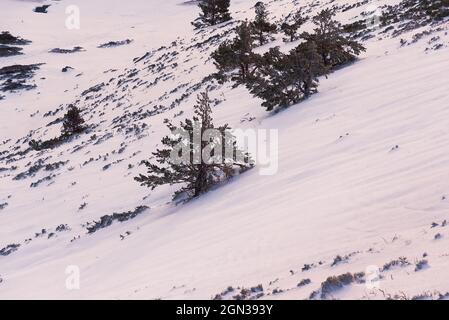 Trees growing on snowy slope of mountain in sunny day Stock Photo