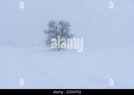 Scenery view of dry tree growing on snowy land with hillsides under light sky on winter day in countryside Stock Photo