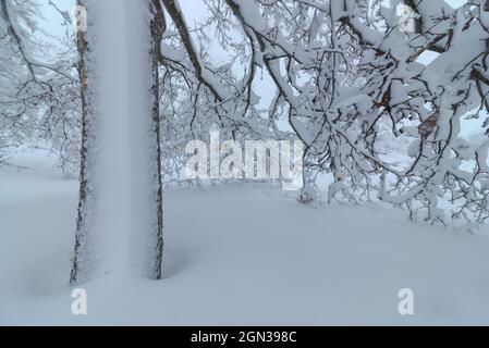 Crop view of overgrown tree with curved dry branches growing on snowy terrain in wintertime Stock Photo