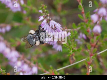 BUMBLEBEE with pollen over the body on a heather flower at late summer in garden pollinated the plant Stock Photo