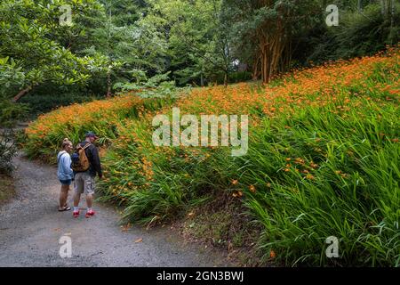 Tourists enjoying the spectacular sight of a colony of Crocosmia aurea Montbretia growing on a slope in the sub tropical Trebah Garden in Cornwall. Stock Photo