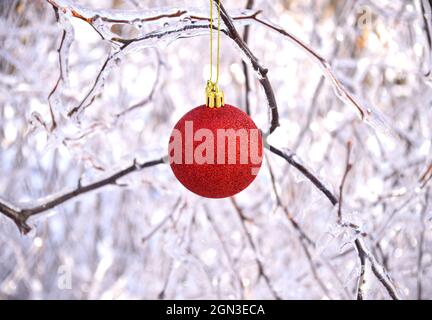 Red Christmas toy hanging on frozen branches of trees covered with ice. Russia, winter forest Stock Photo