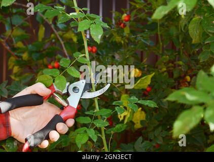 Rose hip or rosehip, also called rose haw and rose hep  pruning with garden pruning scissors Stock Photo