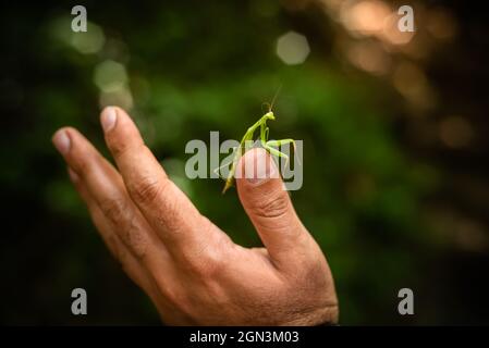 Close up view of praying mantis on man's hand.  (Mantis religiosa) Stock Photo