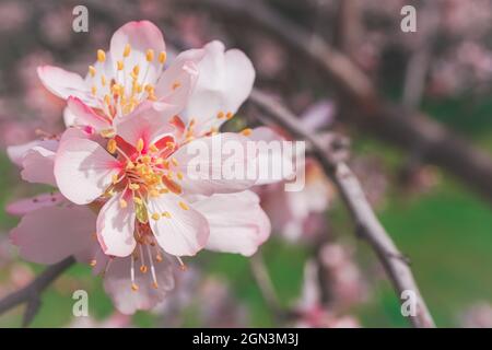 A flowering tree from the spring season. Close-up view of pink flower. Natural background. Stock Photo