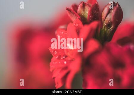 Close up red flower isolated with dew drops on soft background. Stock Photo