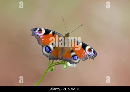 Close-up of a European peacock [Inachis io, syn. Nymphalis io] Stock Photo