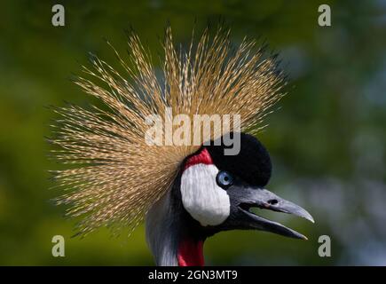 Close up of a black crowned crane [Balearica pavonina] Stock Photo