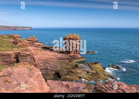 The Deil's Heid (Devils Head) red sandstone sea stack, Seaton Cliffs ...